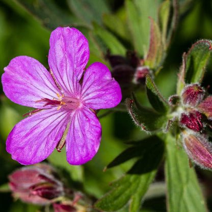 Sticky Geranium