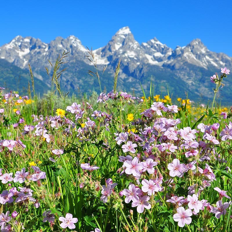 alpine geranium seeds Sticky Geranium