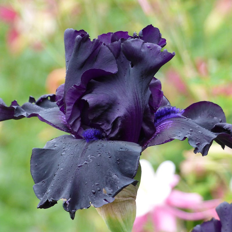 Ghost Train Bearded Iris