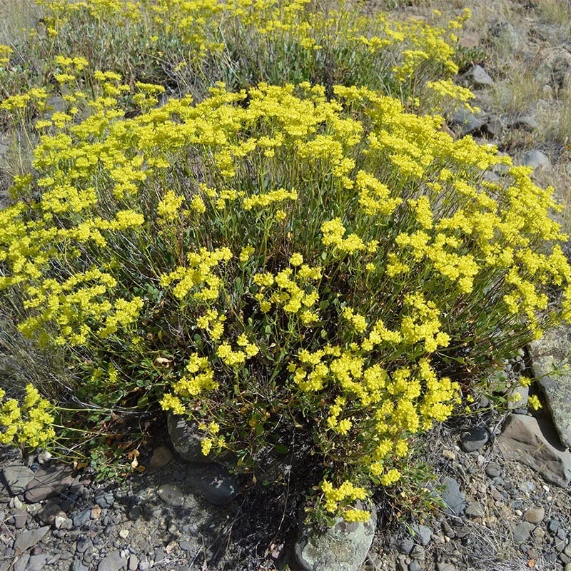 Giant Sulphur Buckwheat