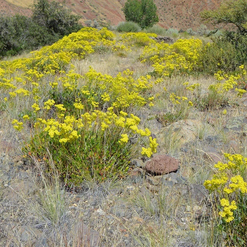 Giant Sulphur Buckwheat
