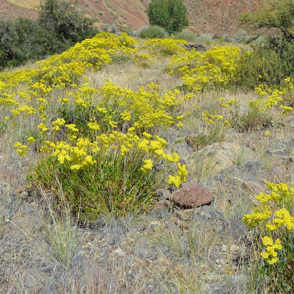 Giant Sulphur Buckwheat