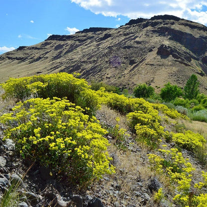Giant Sulphur Buckwheat