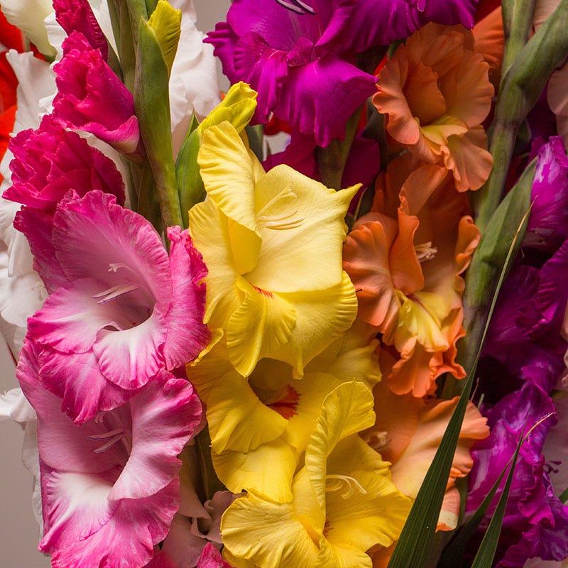 Bold Bouquet Flower Bulb Collection