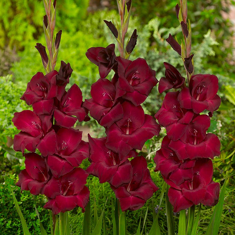 Espresso Gladiolus