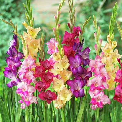 Rainbow Gladiolus Mix