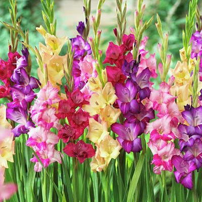 Rainbow Gladiolus Mix