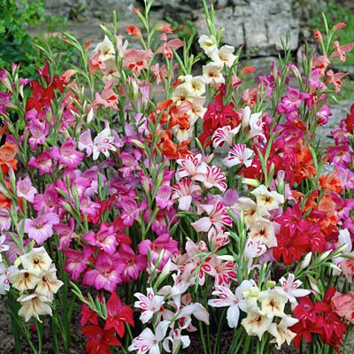Hardy Gladiolus nanus Mix - Thumbnail 2