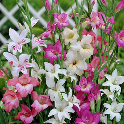 Hardy Gladiolus nanus Mix