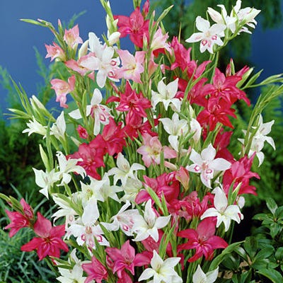 Hardy Gladiolus nanus Mix - Thumbnail 3