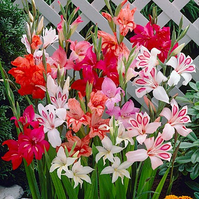 Hardy Gladiolus nanus Mix - Thumbnail 4