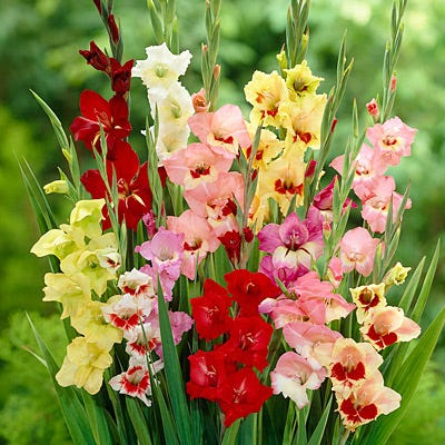 Parrot Gladiolus Mix