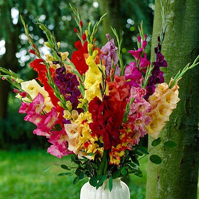 Rainbow Gladiolus Mix