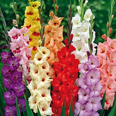 Rainbow Gladiolus Mix