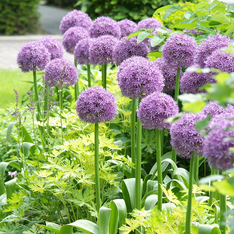 Stranger Than Fiction Flower Bulb Collection
