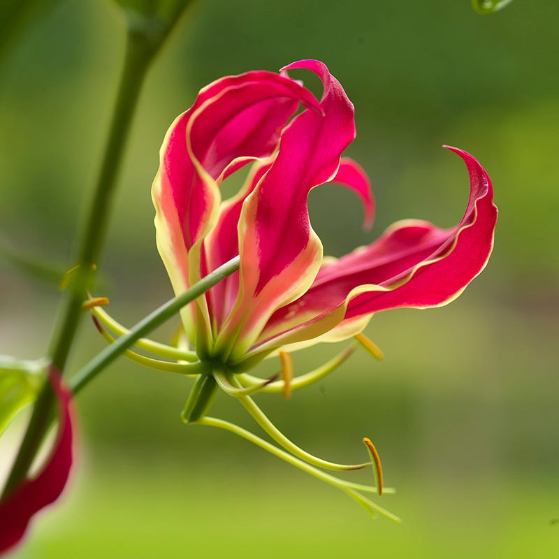 lily flower bulb Bold Bouquet Flower Bulb Collection