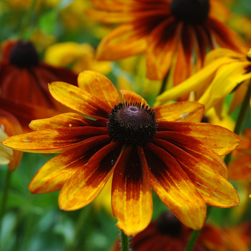 planting gloriosa daisy seeds Gloriosa Daisy Seeds, Rudbeckia hirta