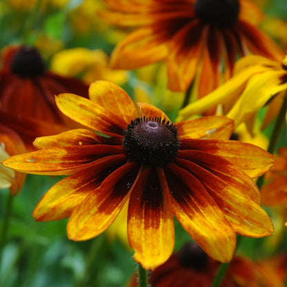 Gloriosa Daisy Seeds (Rudbeckia)