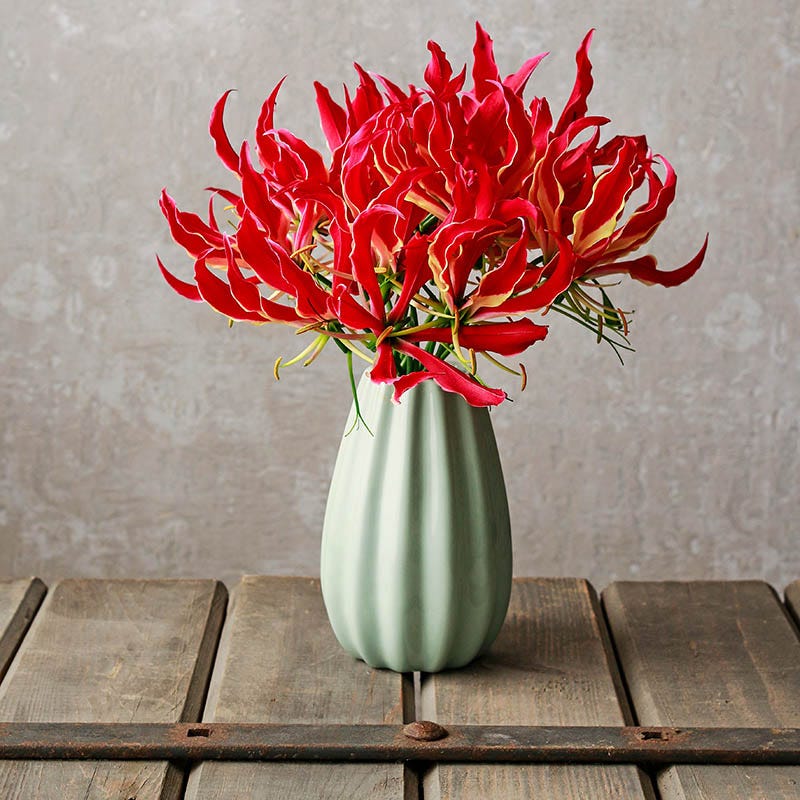 Bold Bouquet Flower Bulb Collection