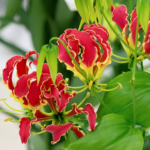 Gloriosa Lily, Flame Lily