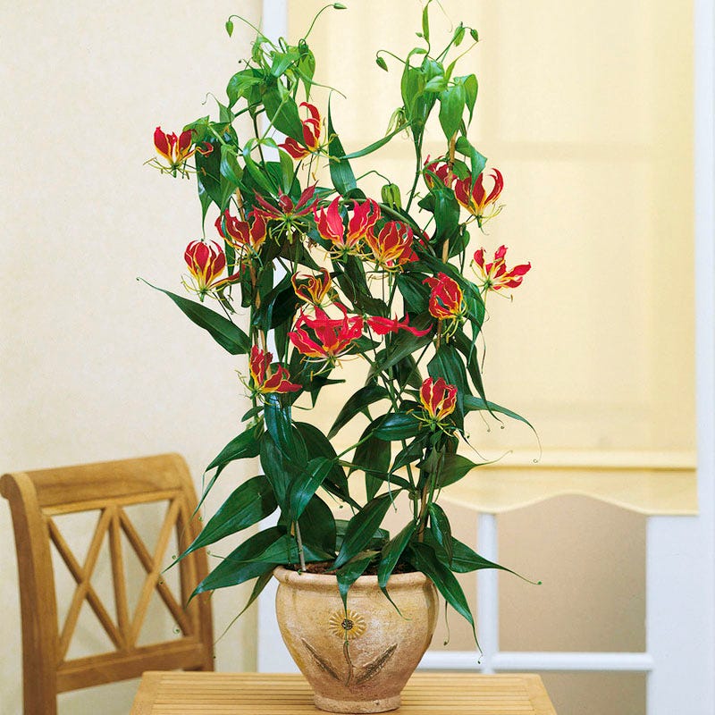 picture of flame lily flower Gloriosa Lily