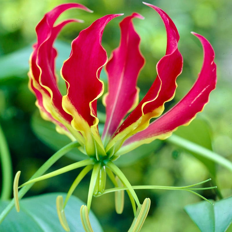 Gloriosa Lily - Thumbnail 3