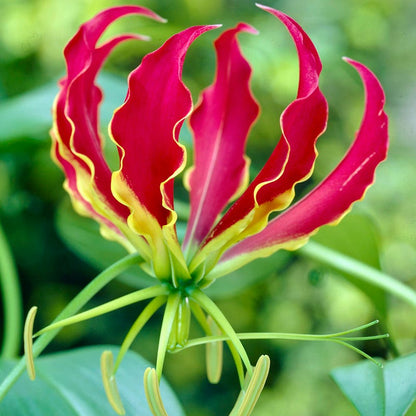 Gloriosa Lily
