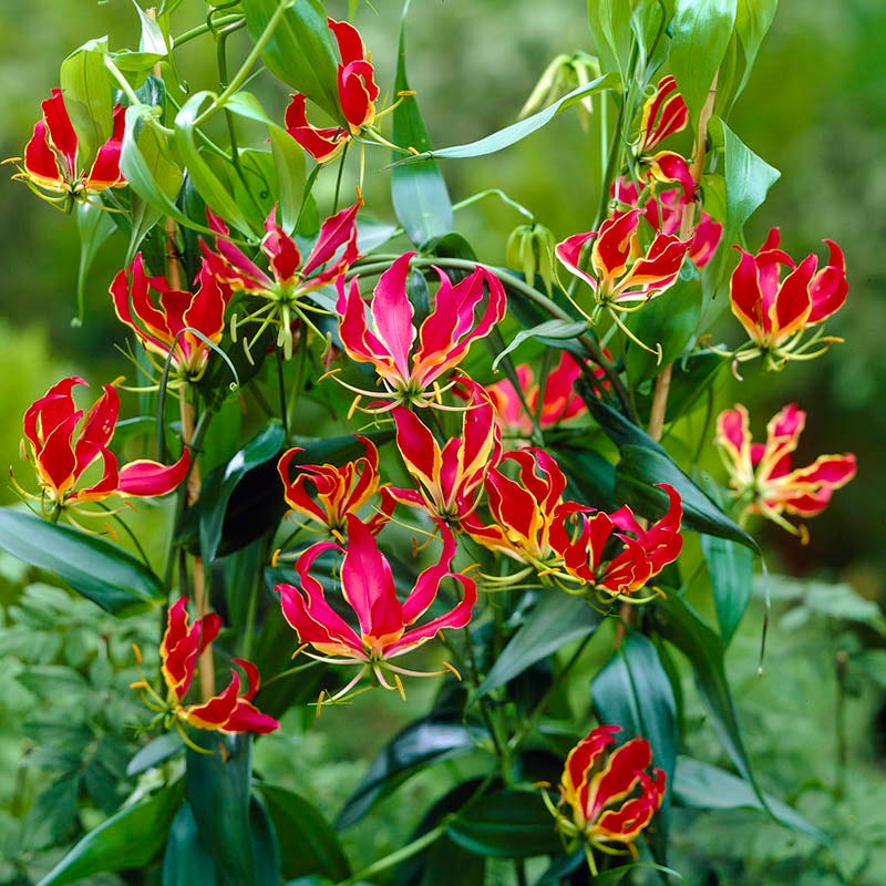 rothschild lily flower Gloriosa Lily