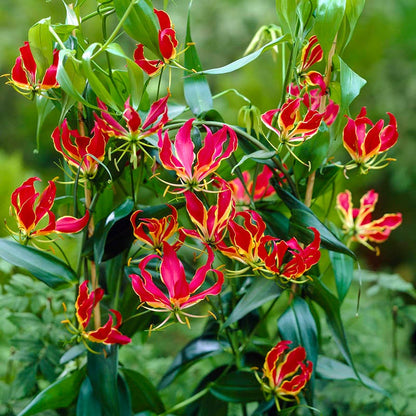 Gloriosa Lily