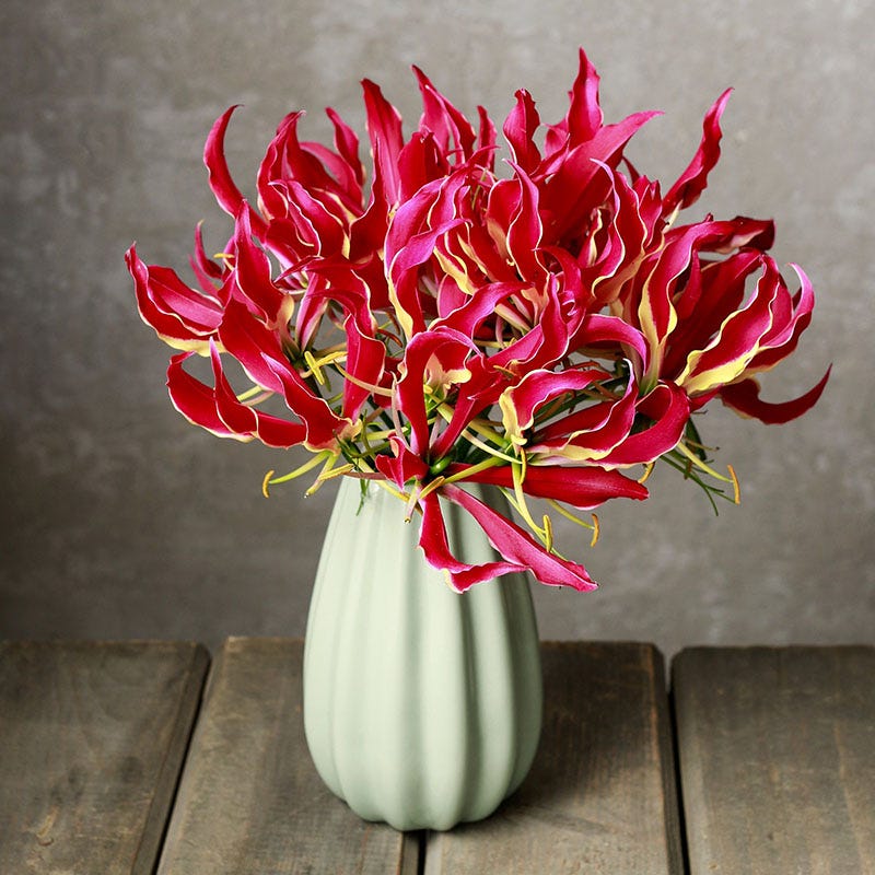 fire lily flower Gloriosa Lily