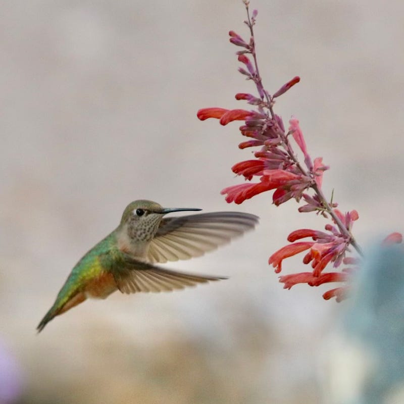 Glowing Embers® Agastache