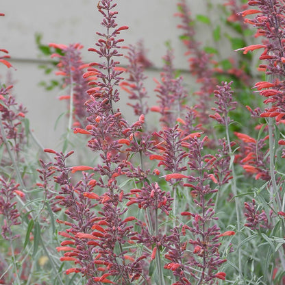 Glowing Embers® Agastache