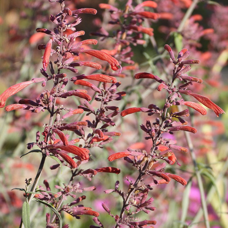 Agastache rupestris 'Glowing Embers' - Thumbnail 3