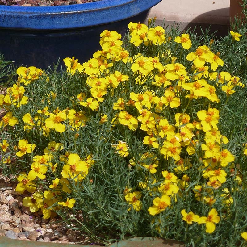 Gold On Blue Prairie Zinnia - Thumbnail 2