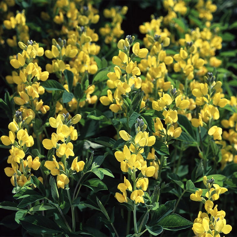 Golden Candles (Thermopsis)