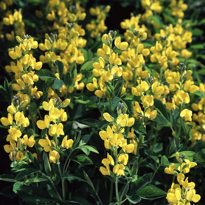 Golden Candles (Thermopsis)