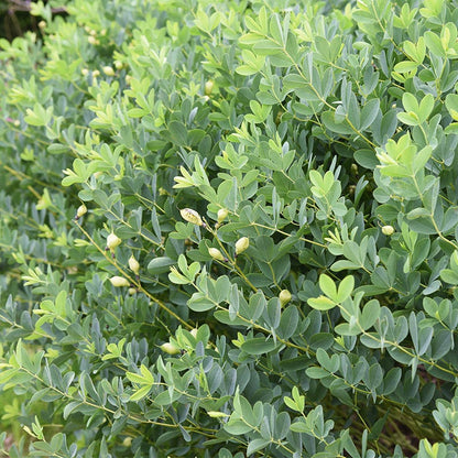 Golden Candles (Thermopsis)