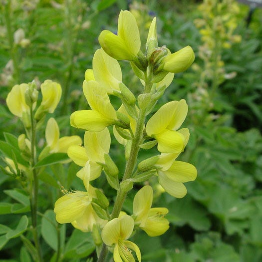 High Country Gardens Thermopsis lupinoides - Thumbnail 2