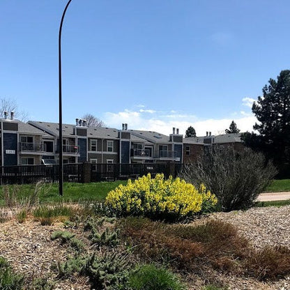 Golden Candles (Thermopsis)