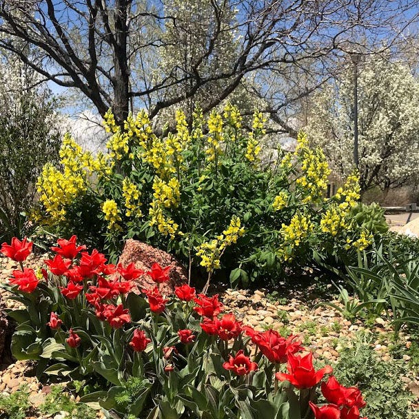 Golden Candles (Thermopsis)