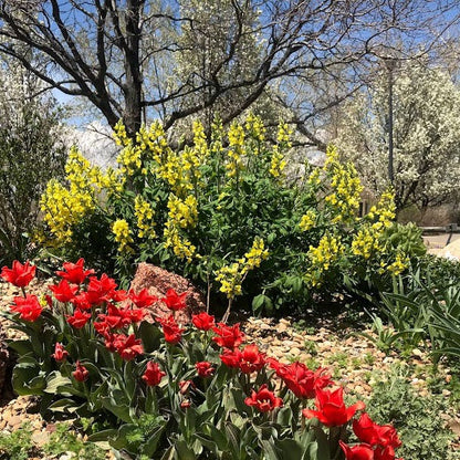 Golden Candles (Thermopsis)