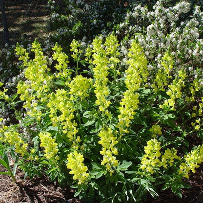 Golden Candles (Thermopsis)
