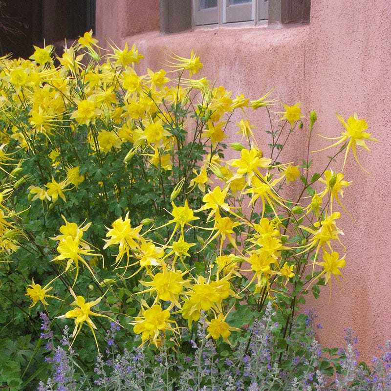 Golden Spur Columbine - Thumbnail 3