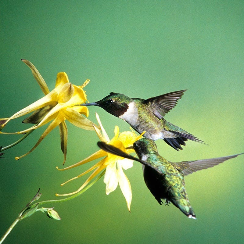 Golden Spur Columbine - Thumbnail 2