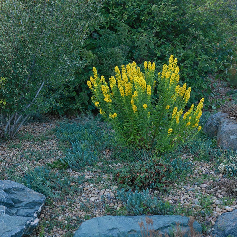 Golden Torch Goldenrod (Wichita Mountains Solidago) - Thumbnail 5