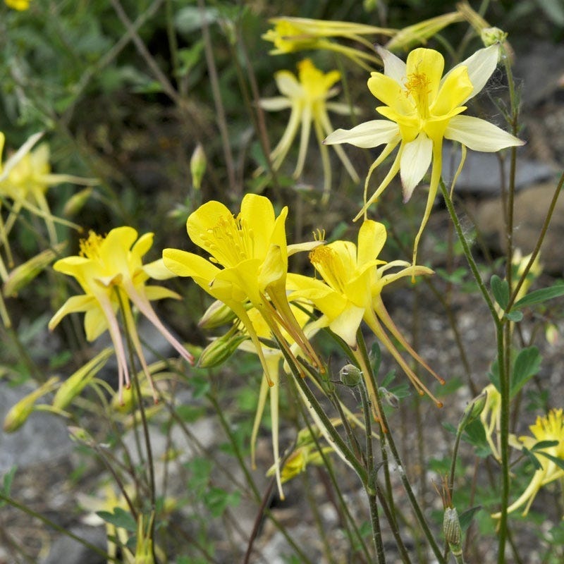 Golden Spur Columbine - Thumbnail 5