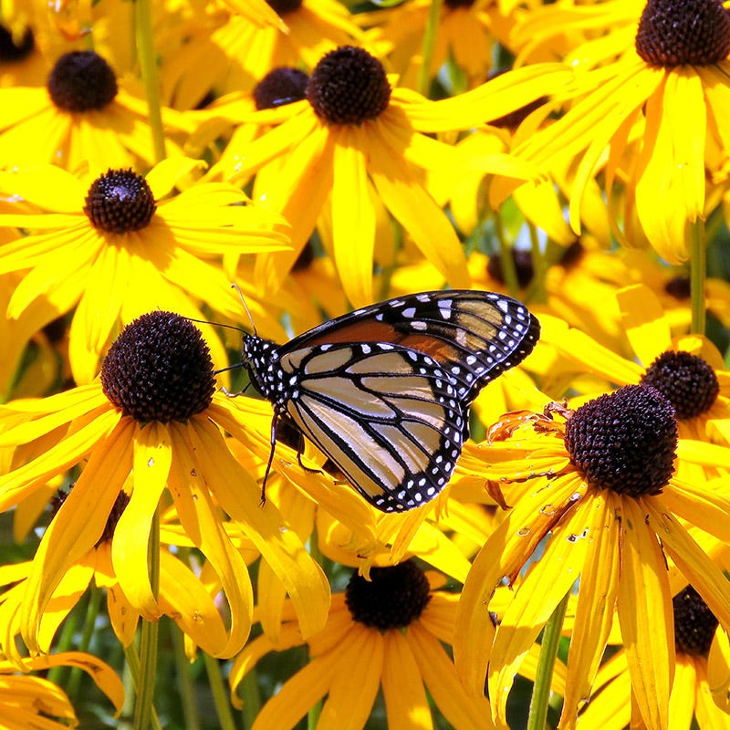black-eyed susan goldsturm rudbeckia - live plant - gallon pot Black Eyed Susan, Rudbeckia fulgida Goldsturm