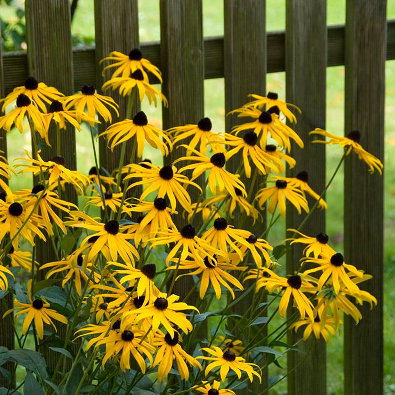 black-eyed susan goldsturm rudbeckia - live plant - gallon pot Black Eyed Susan, Rudbeckia fulgida Goldsturm