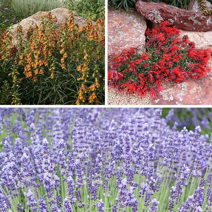 rabbits and lavender plants Gopher & Rabbit Resistant Plant Collection