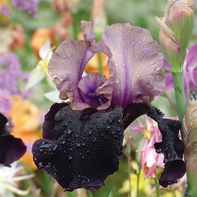 Gotham Reblooming Bearded Iris